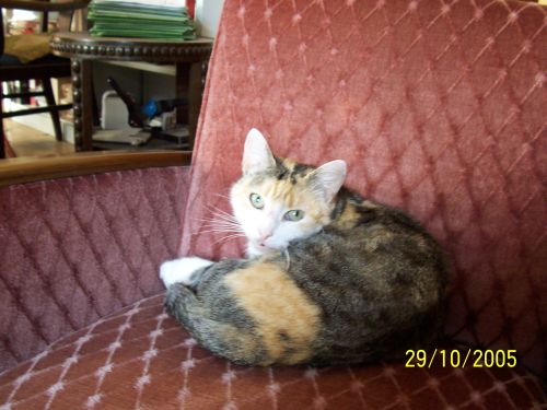 Kanzleikatze hat den Ruheplatz gewechselt