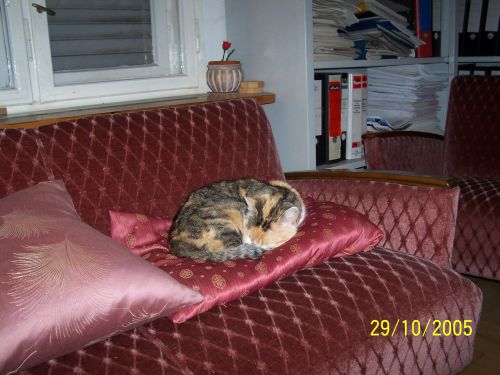 Müde Kanzleikatze nach der Mäusejagd